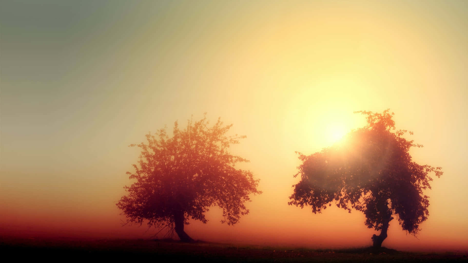 Misty Sunrise Trees.jpg Background