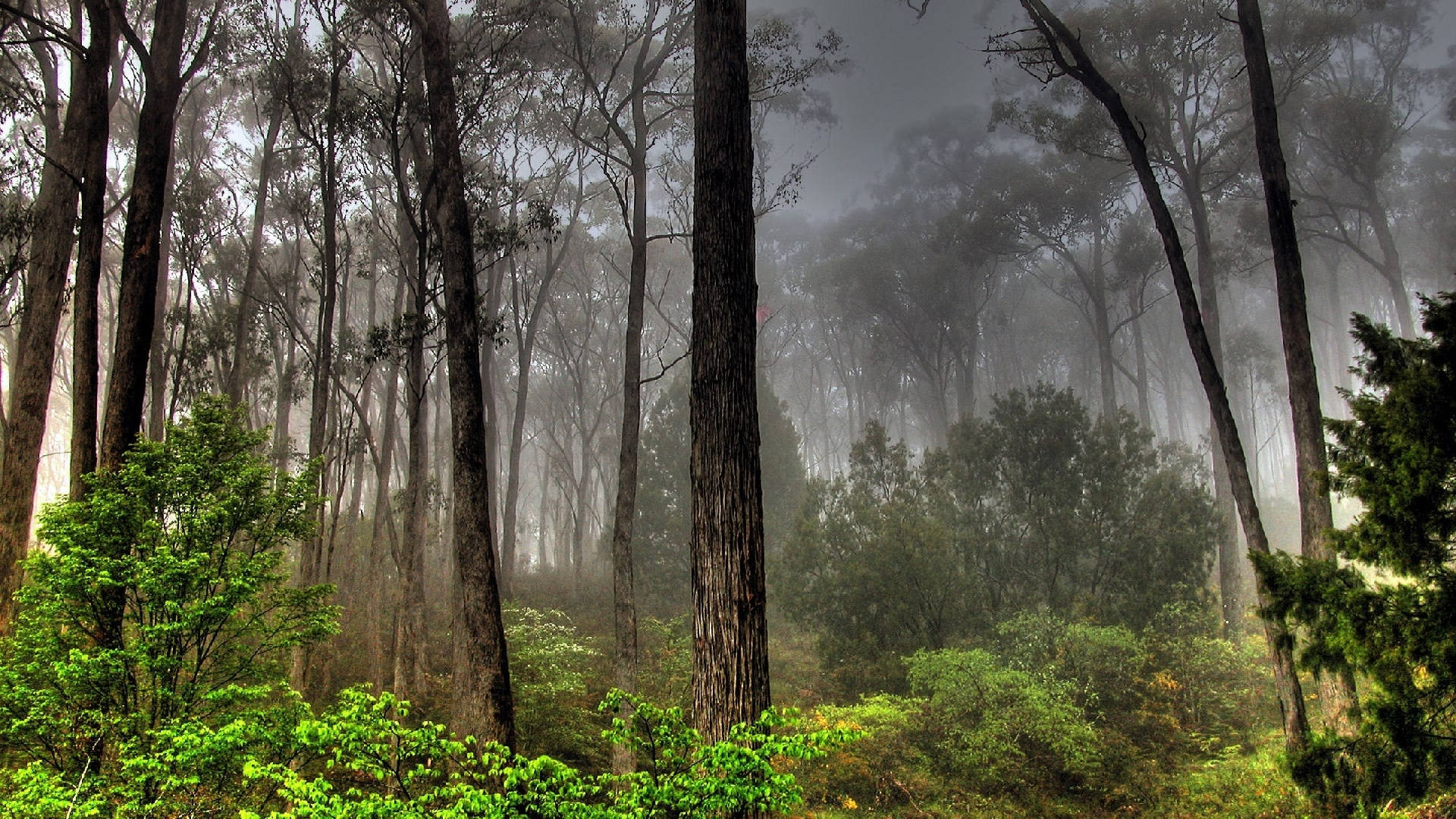 Misty Weather Forest View Background