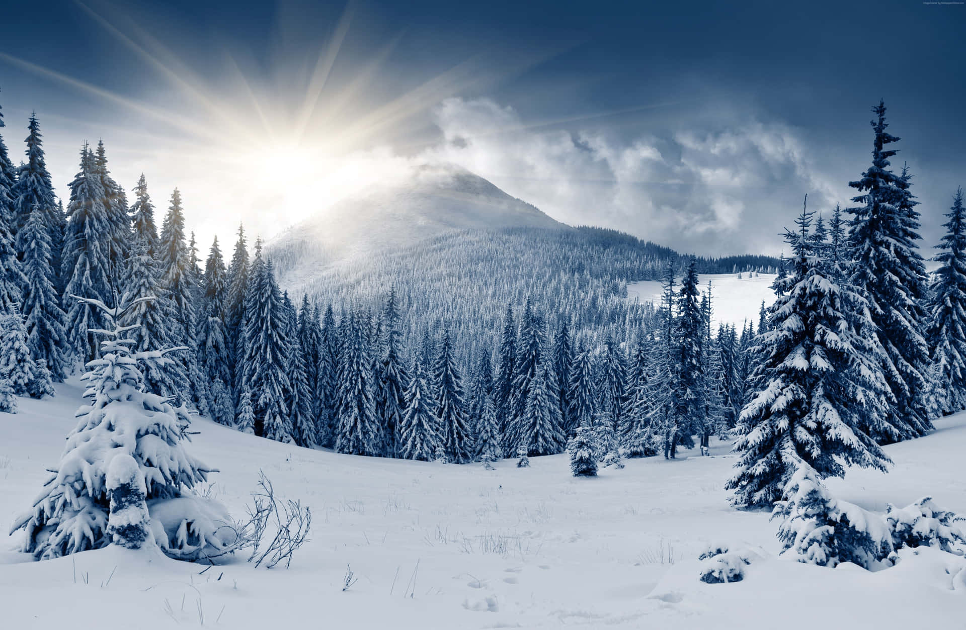 Misty Winter Forest Background