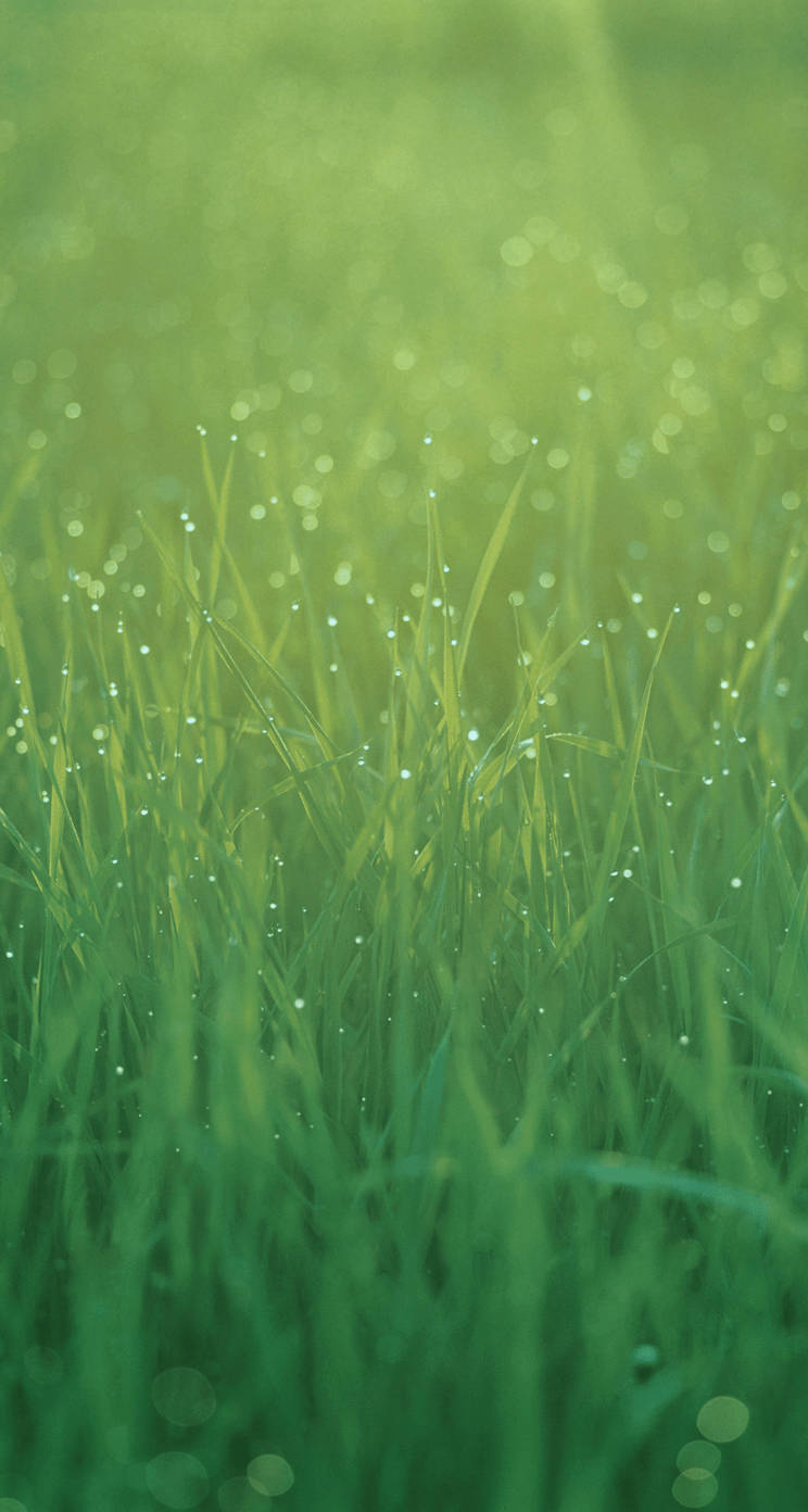 Misty Yellow Green Grasses Ios 7 Background