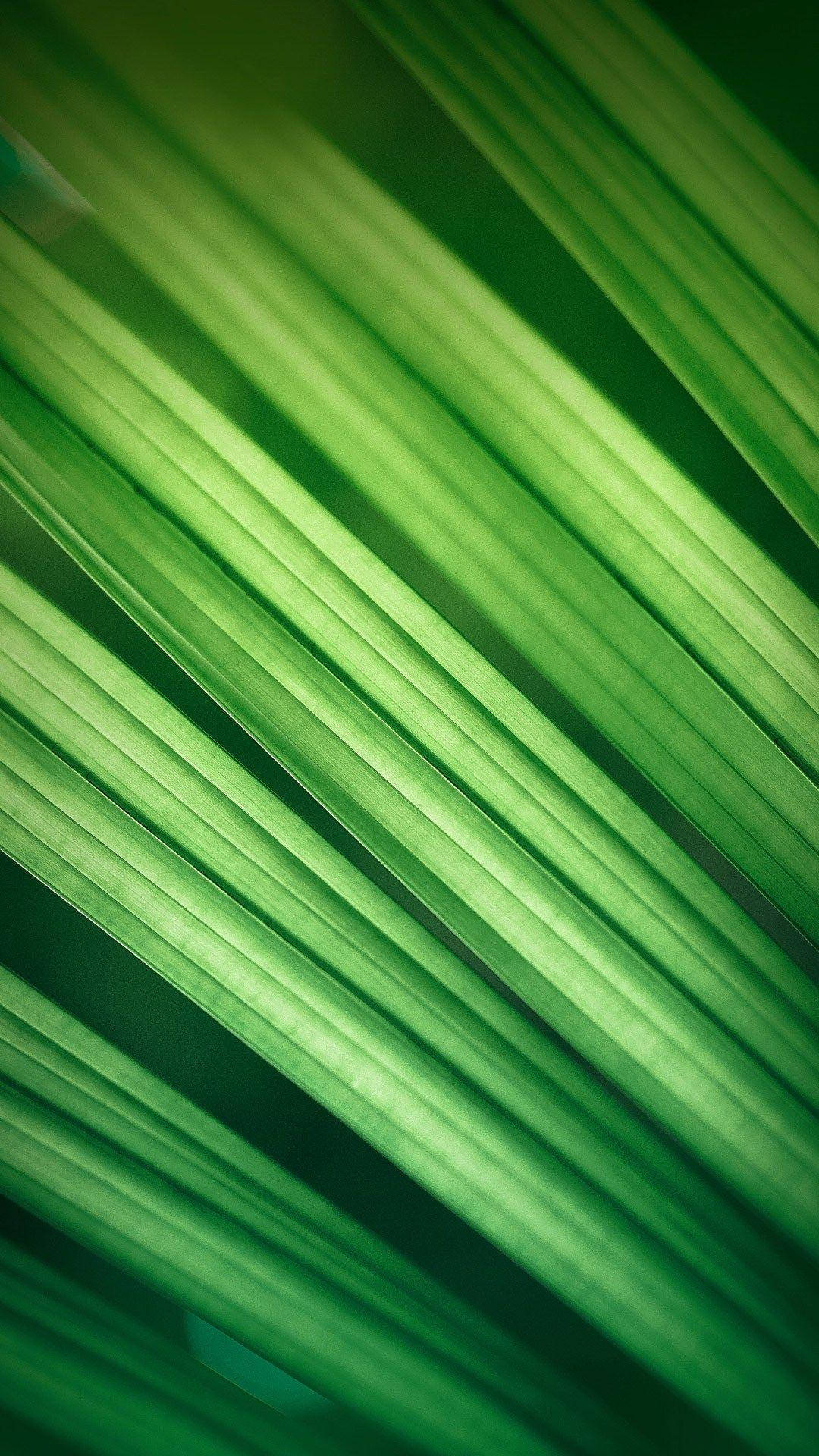 Miui Green Plant Background