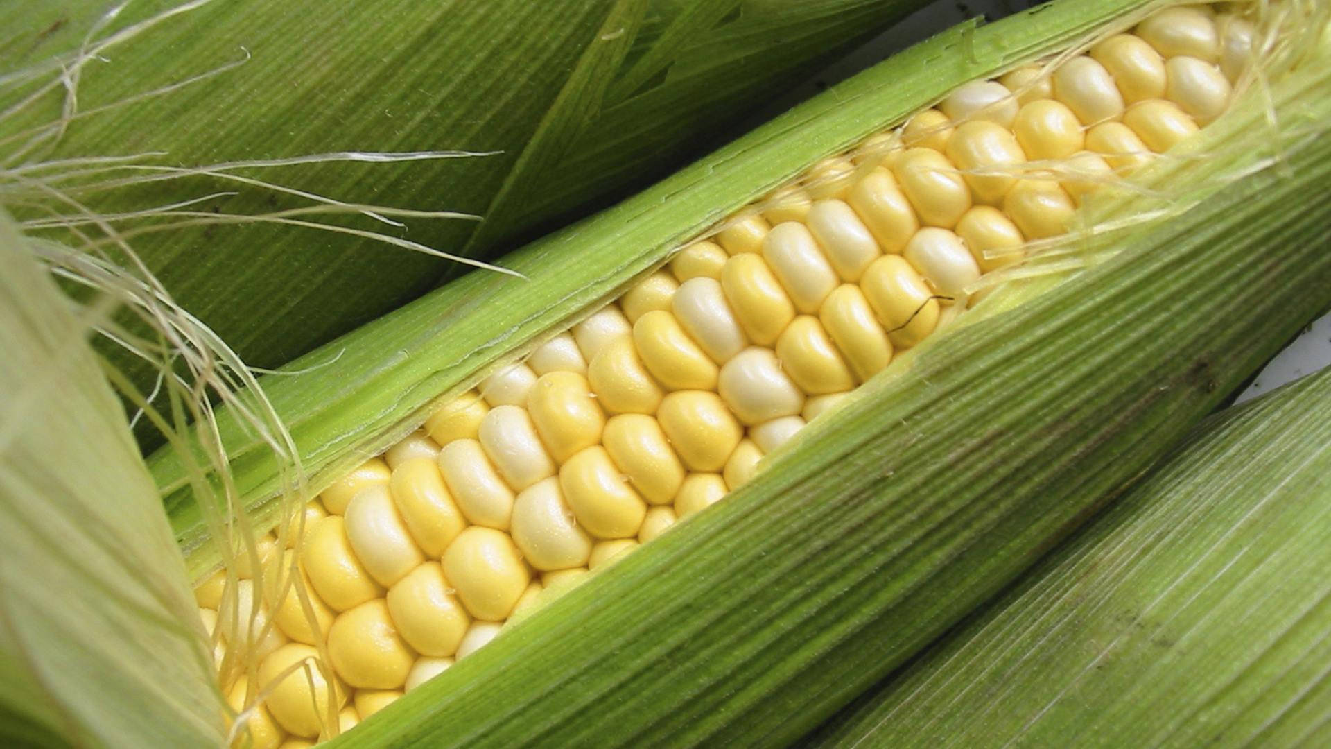 Mixed Colored Sweet Corn