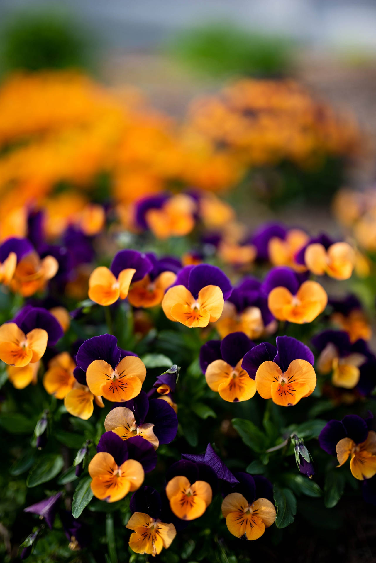 Mixed Purple-yellow Pansy Garden Background