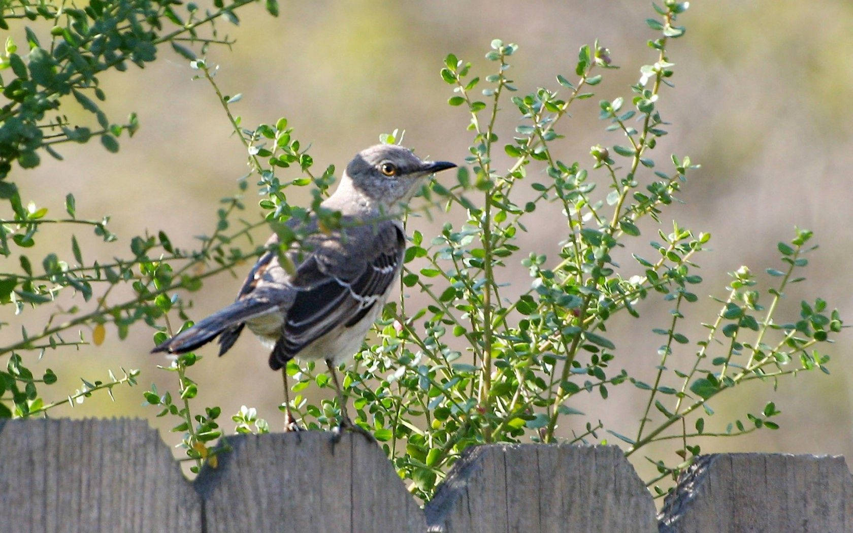 Mockingbird Birds In Nature