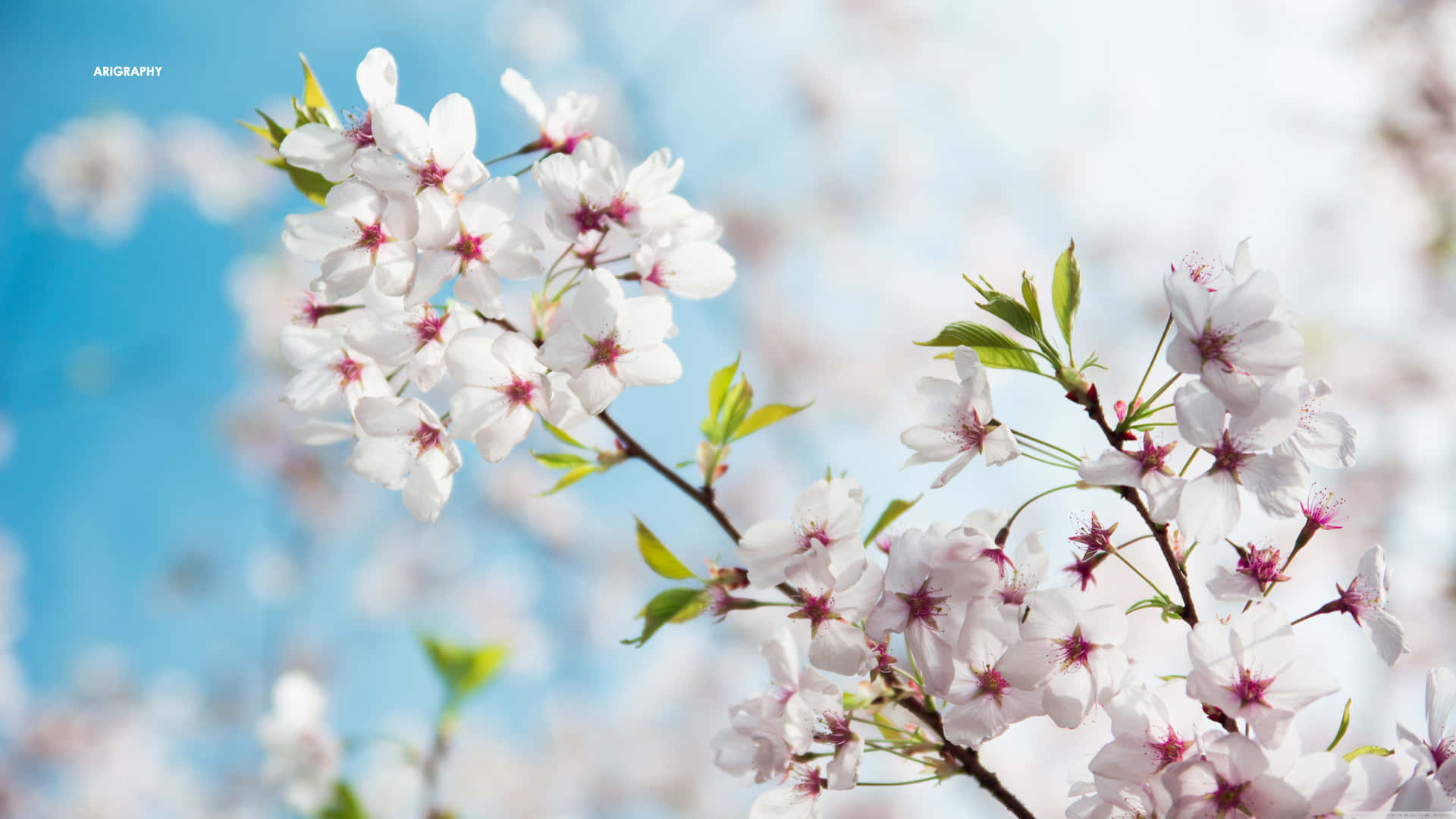 Modern And Powerful - Sakura Pc Background