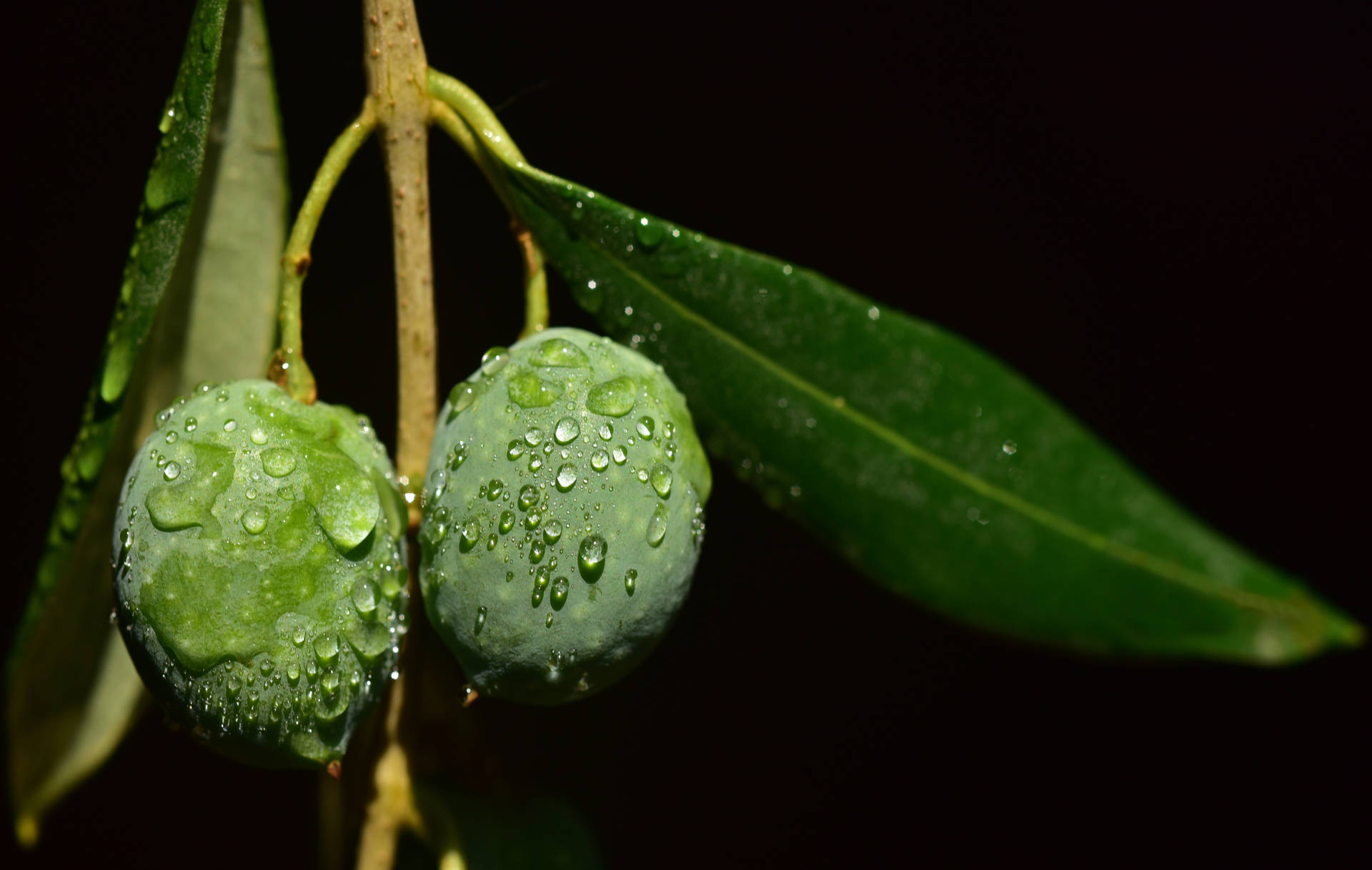 Moist Olive Fruit And Leaves Background