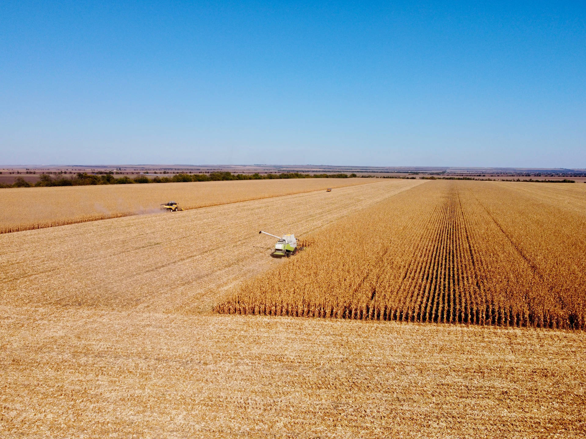 Moldova Agricultural Corn Field Background