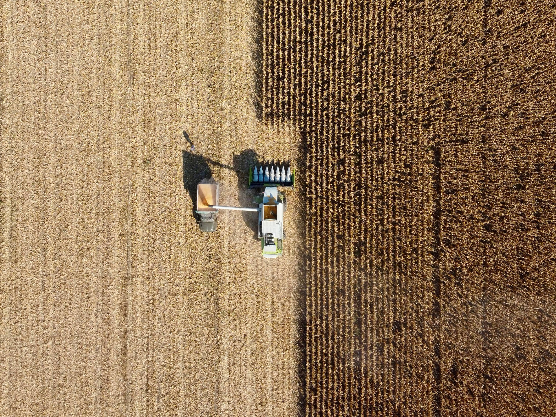 Moldova Corn Fields Background