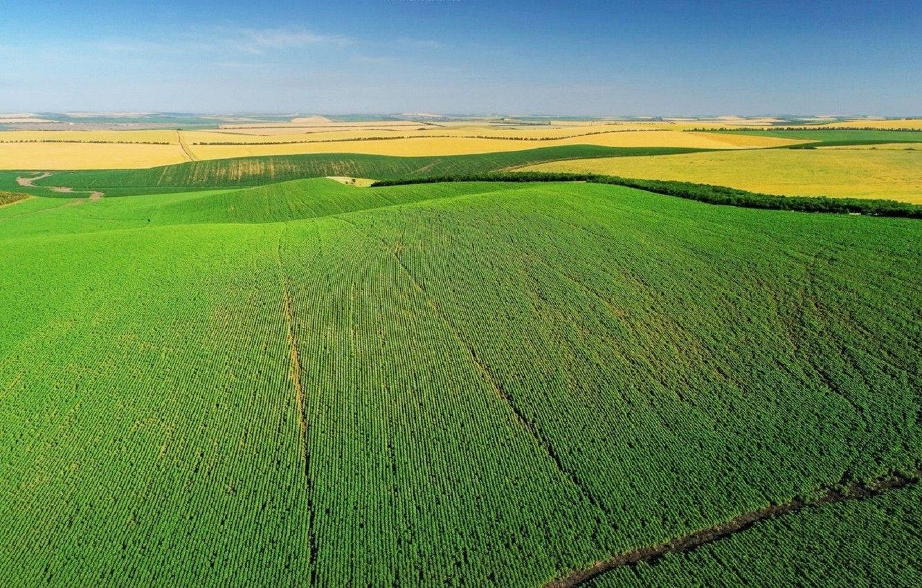 Moldova Vineyard Field Background