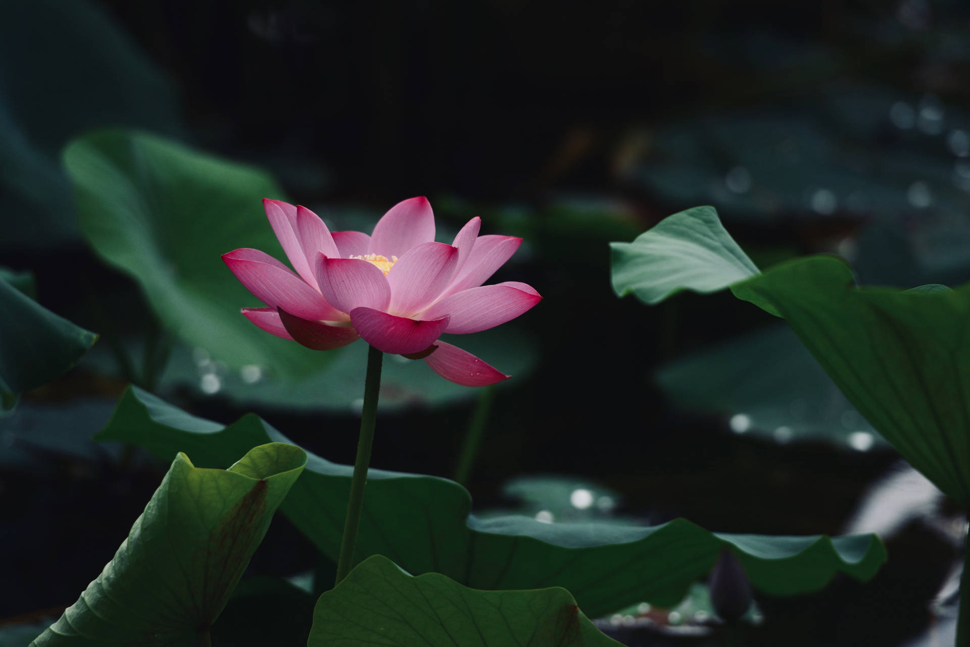 Momo Botan Lotus Flower Background