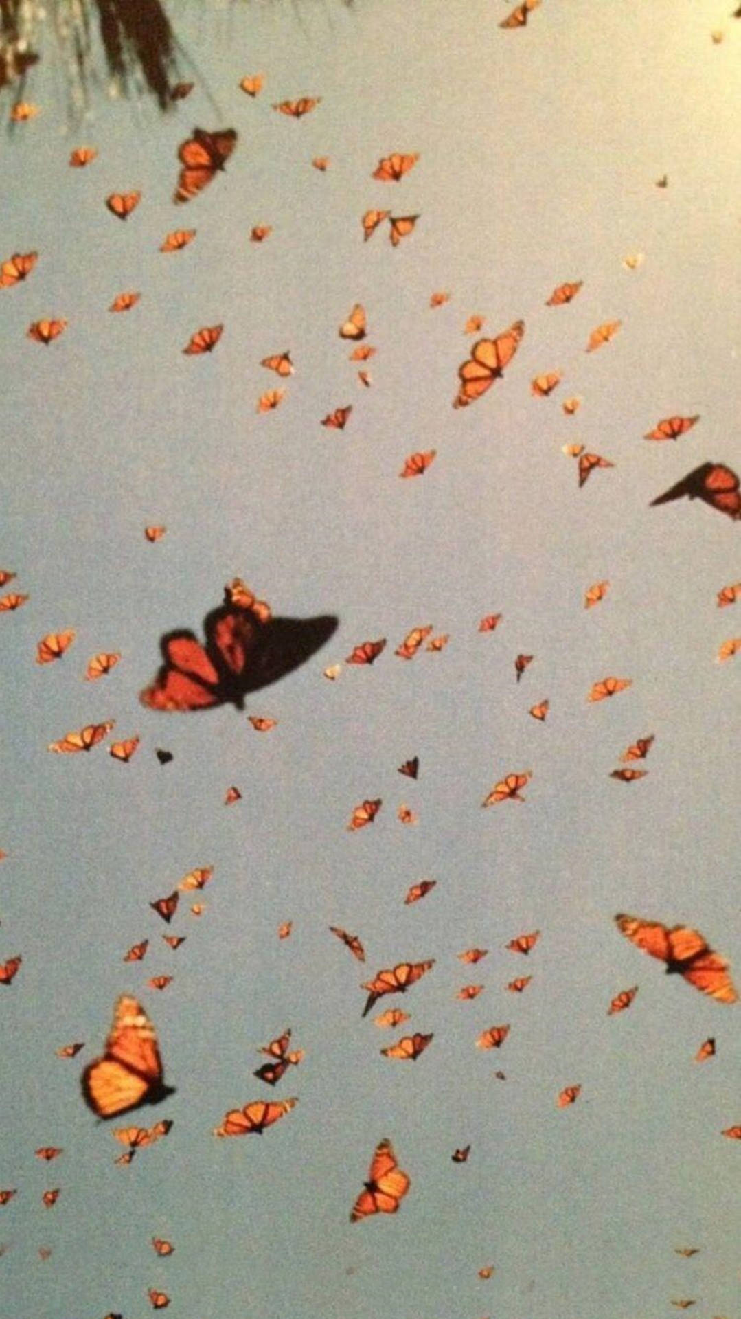 Monarch Butterflies Aesthetic Vsco Background