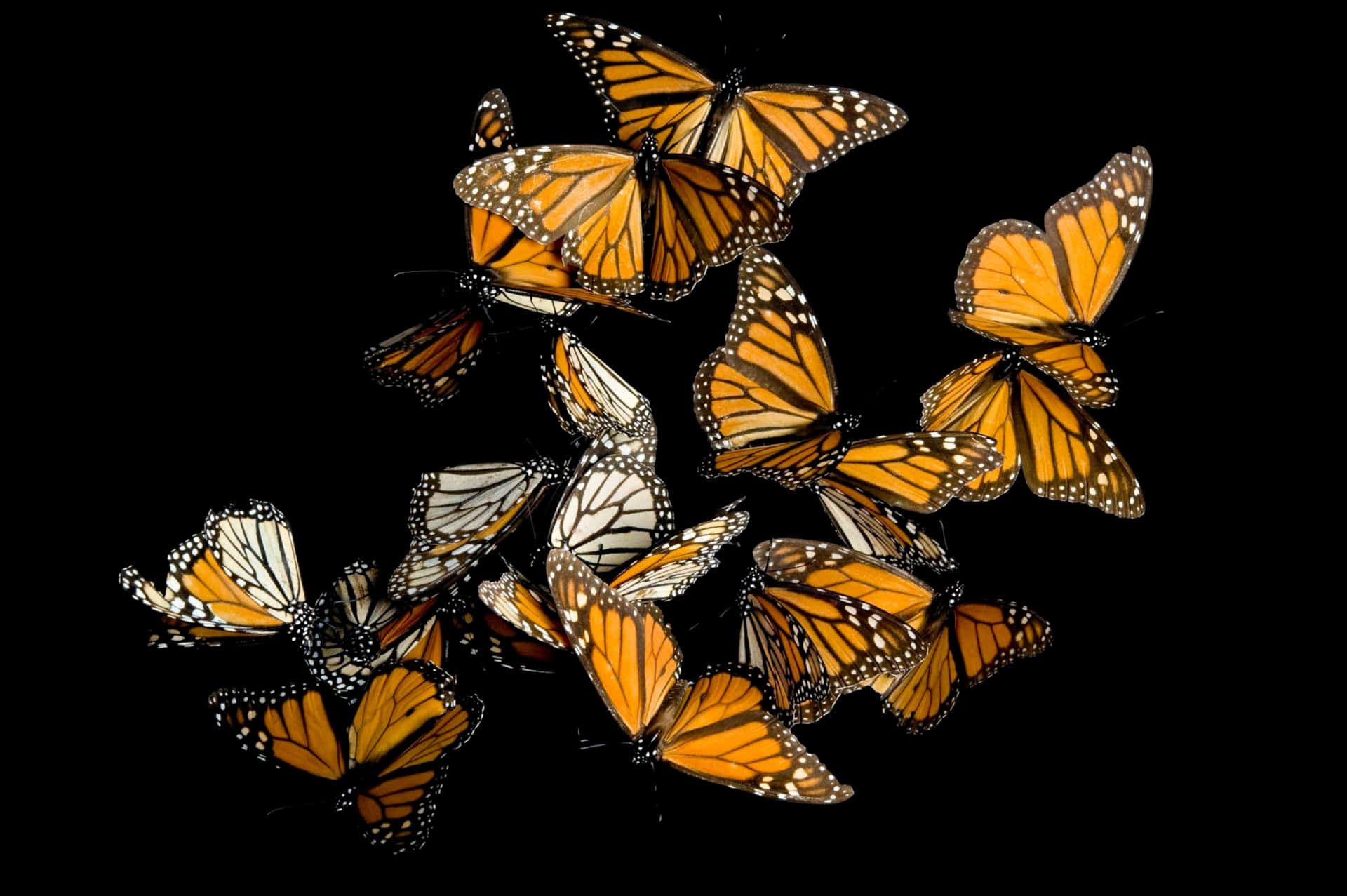 Monarch Butterflies Kaleidoscope Black Aesthetic Background