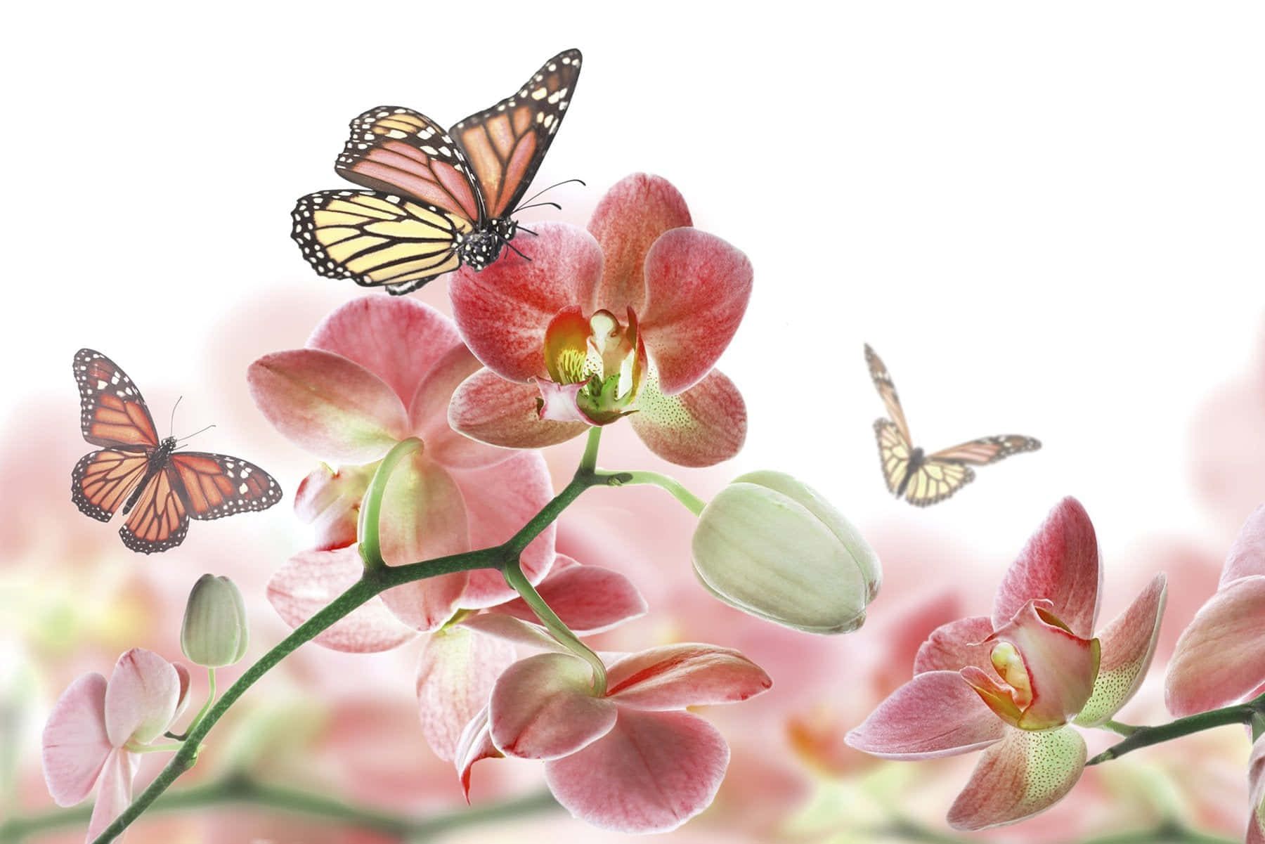 Monarch Butterflies On Pink Orchids Background