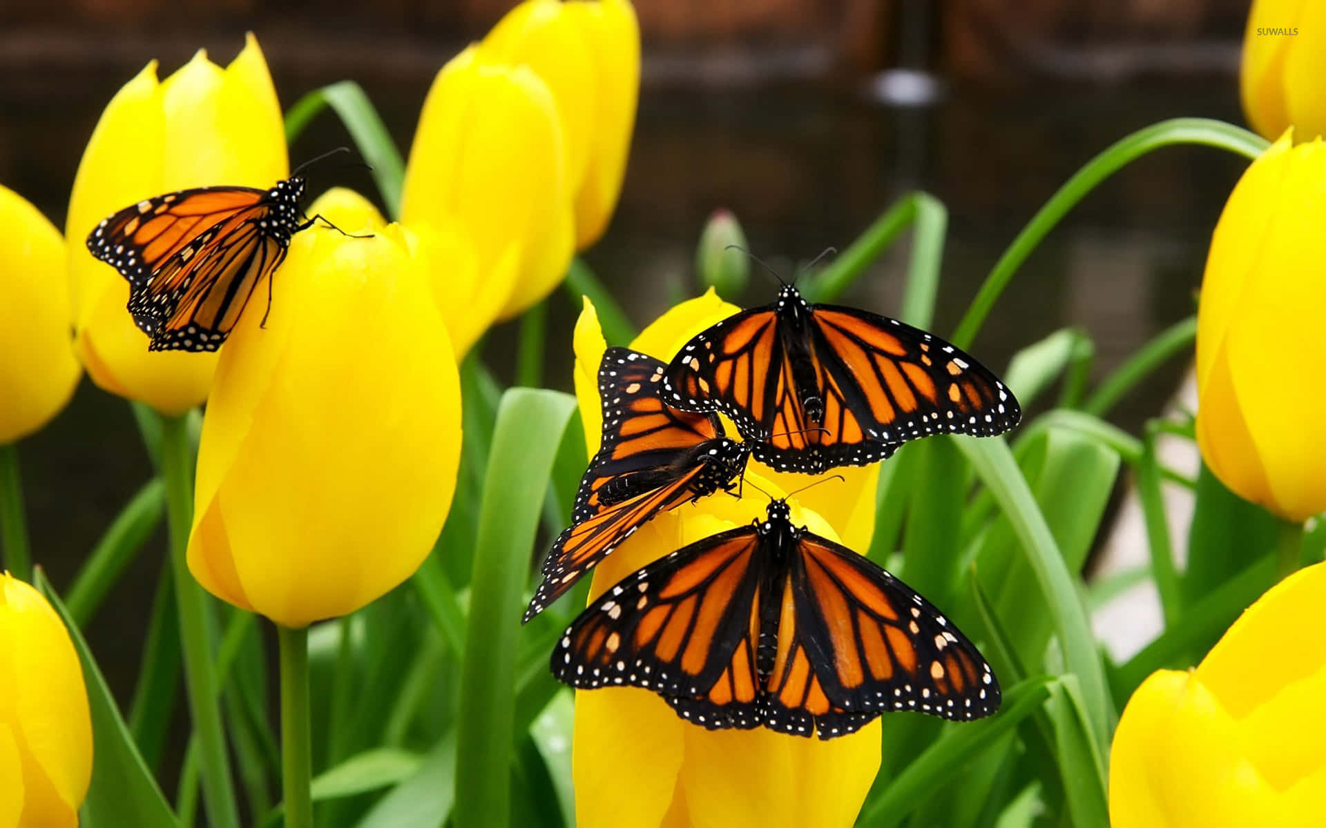 Monarch Butterflies On Yellow Tulips Background