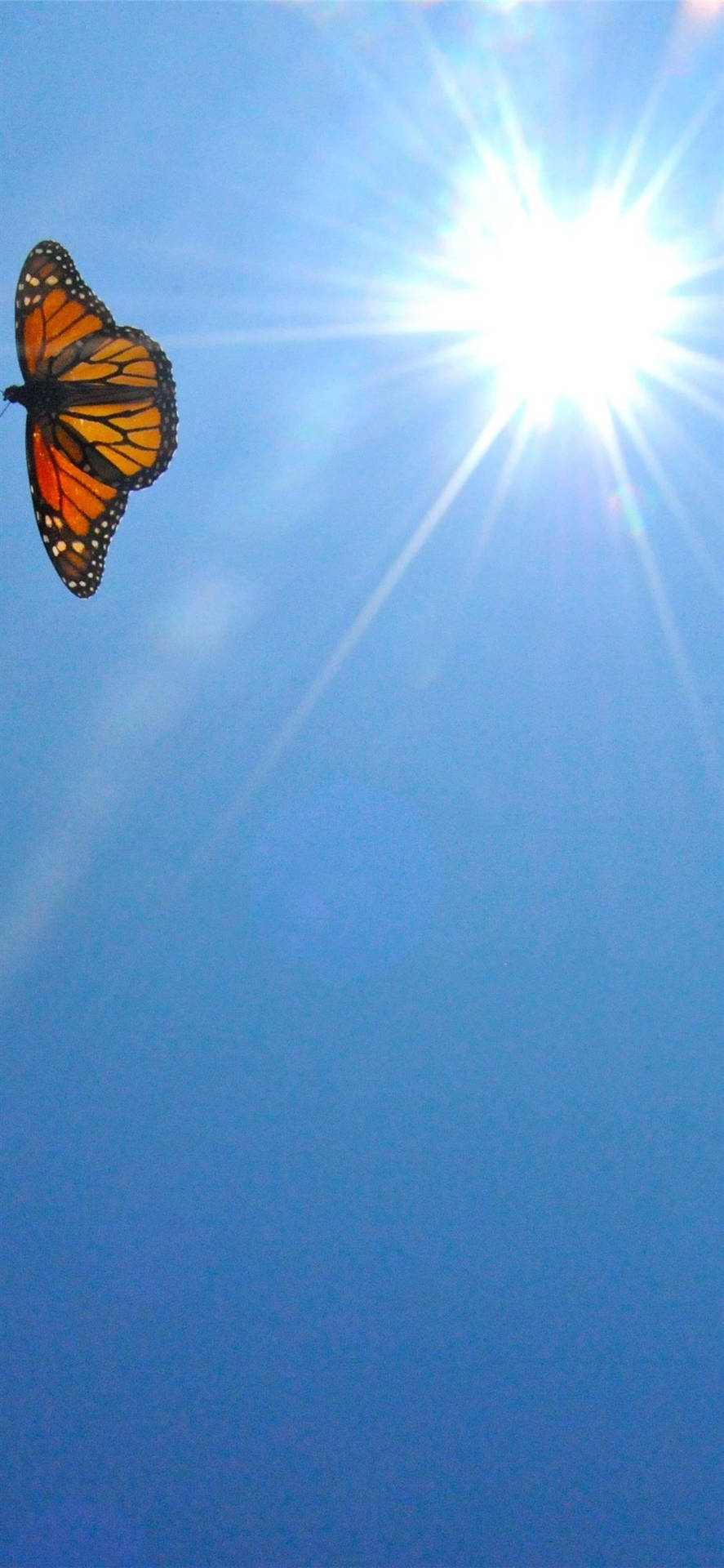 Monarch Butterfly Aesthetic Iphone 11