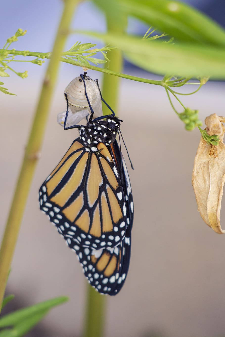 Monarch Butterfly Cocoon