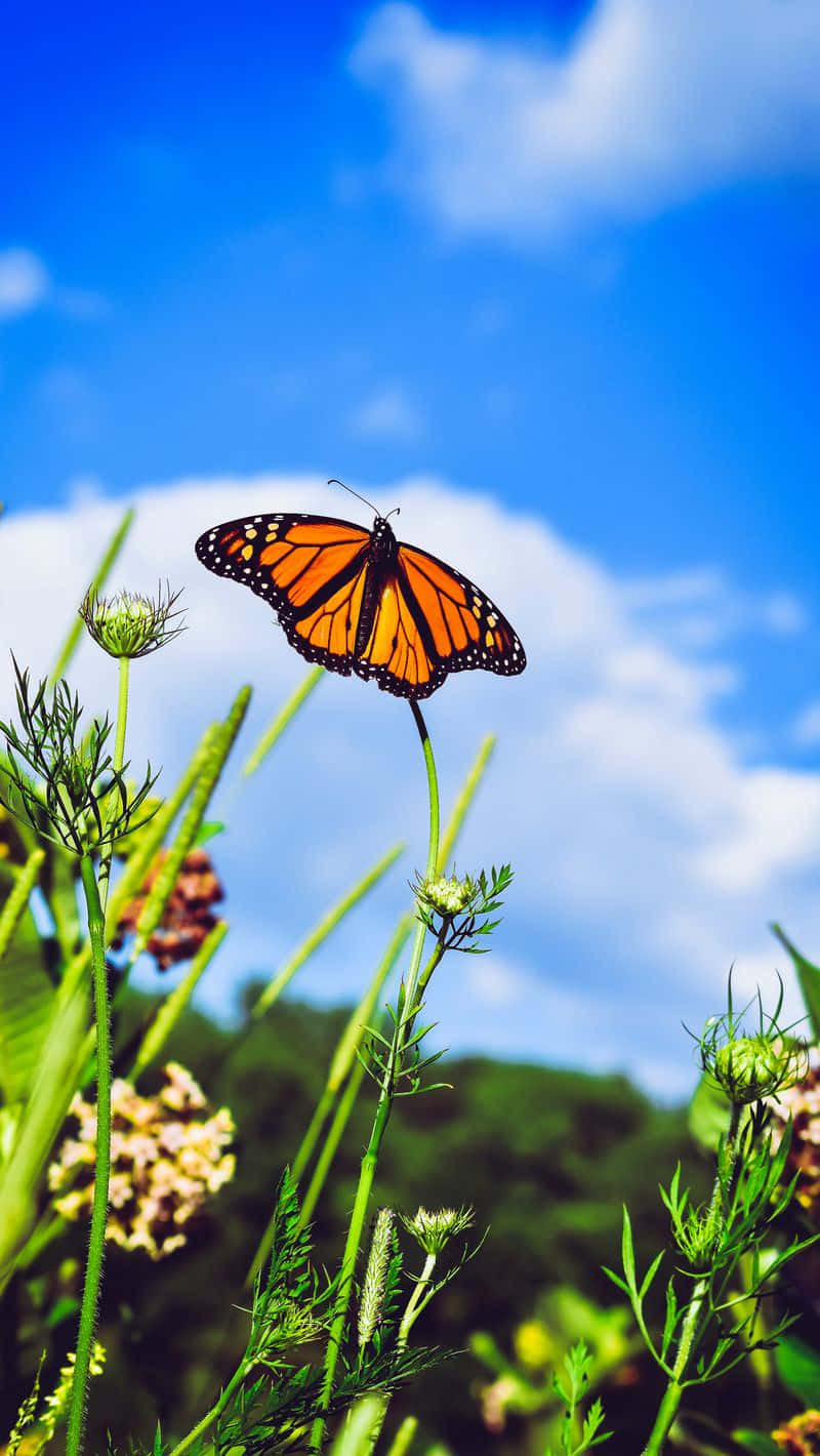 Monarch Butterfly Flying In The Sky Background