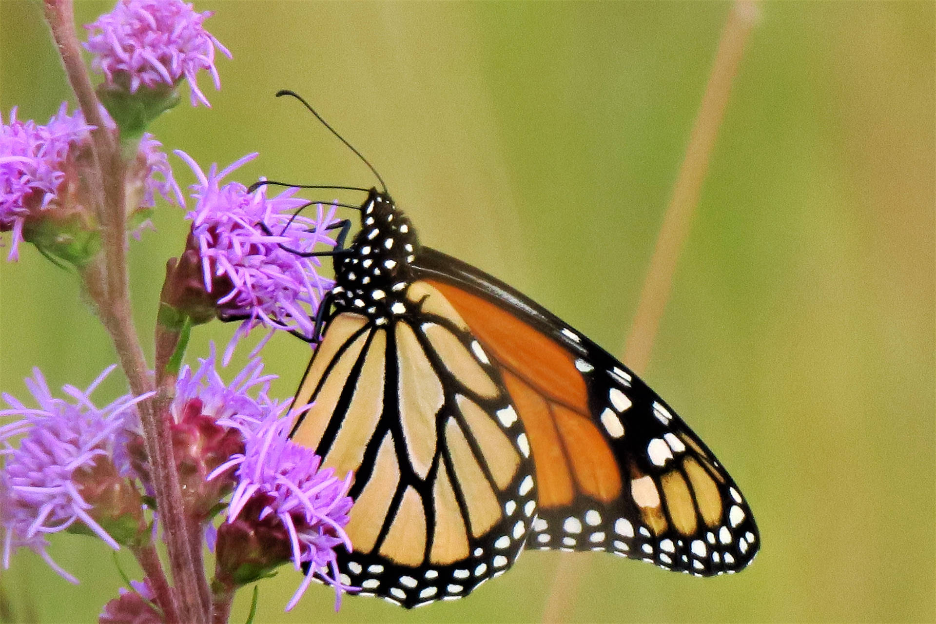Monarch Butterfly On A Purple Flower Background