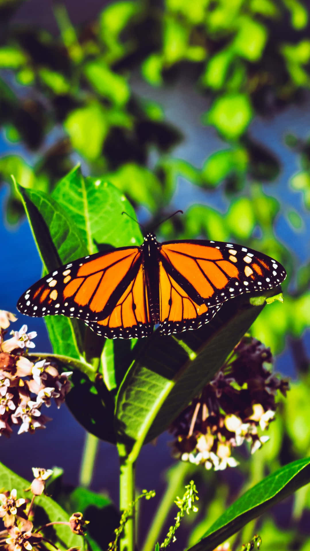 Monarch Butterfly On Green Leaves Background