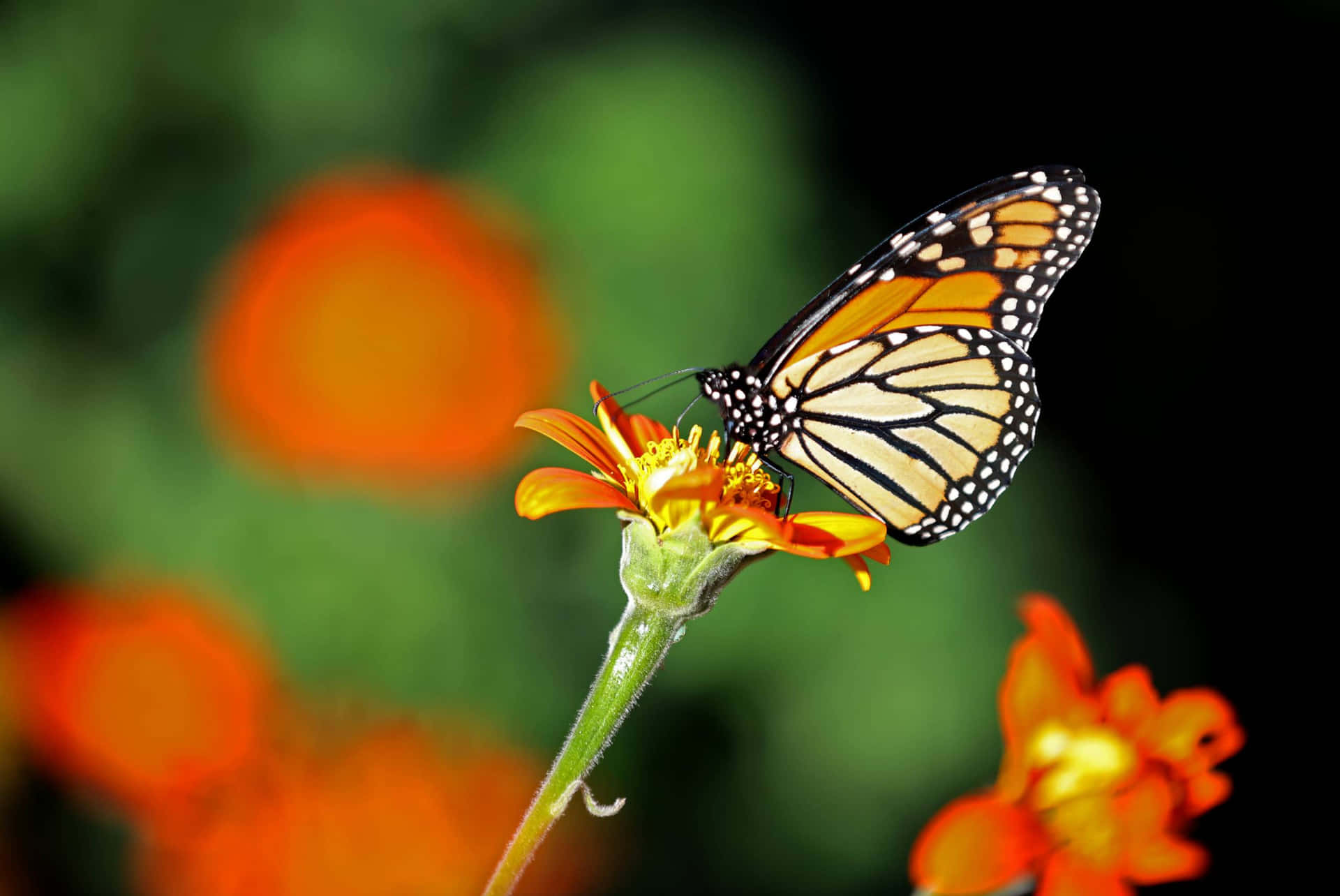 Monarch Butterfly On Orange Flower