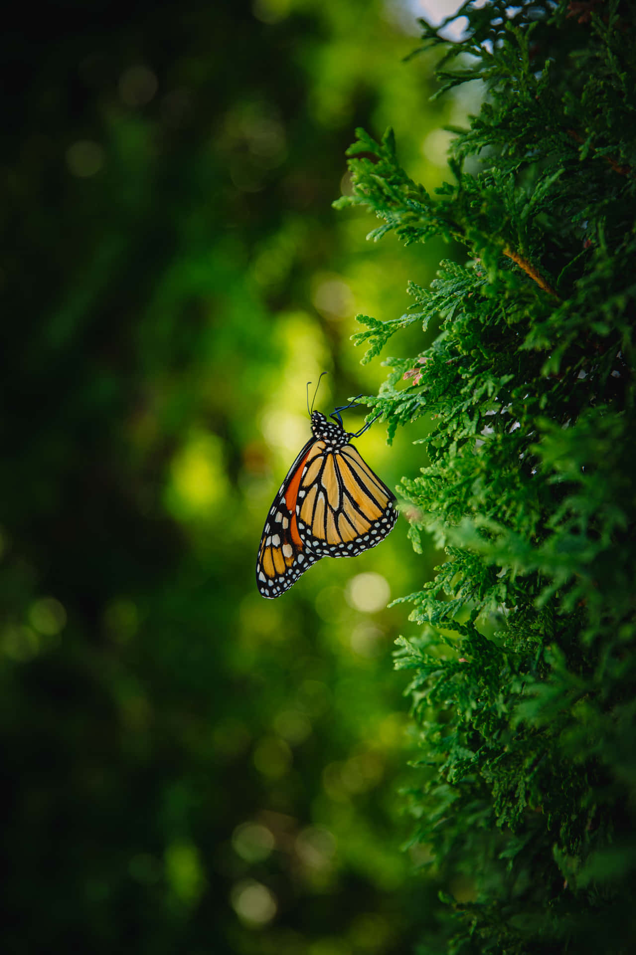 Monarch Butterfly On Pine Tree