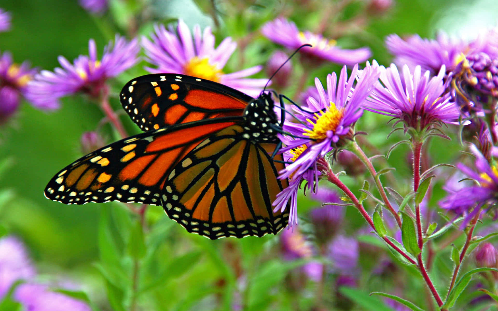 Monarch Butterfly On Purple Aster Flower Background