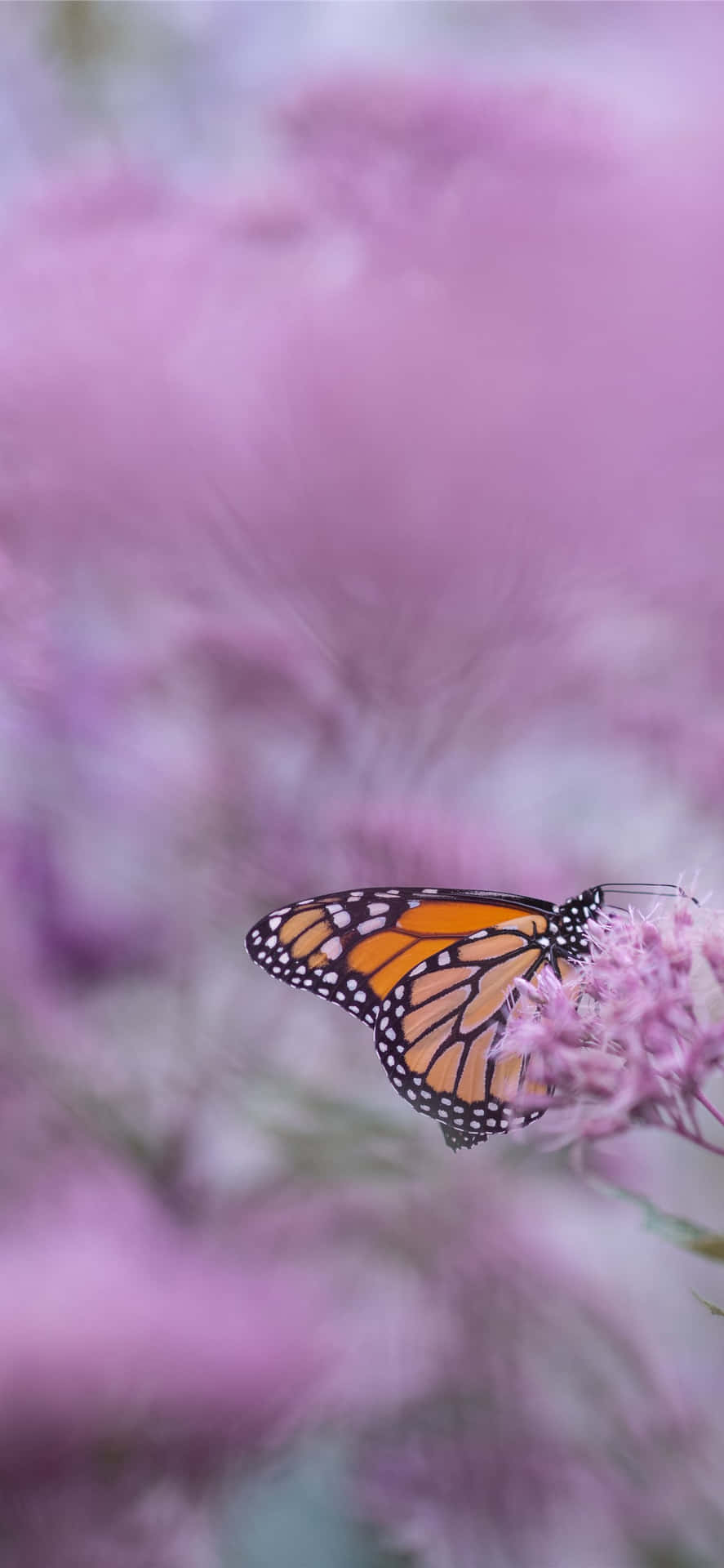 Monarch Butterfly On Purple Flowers Background