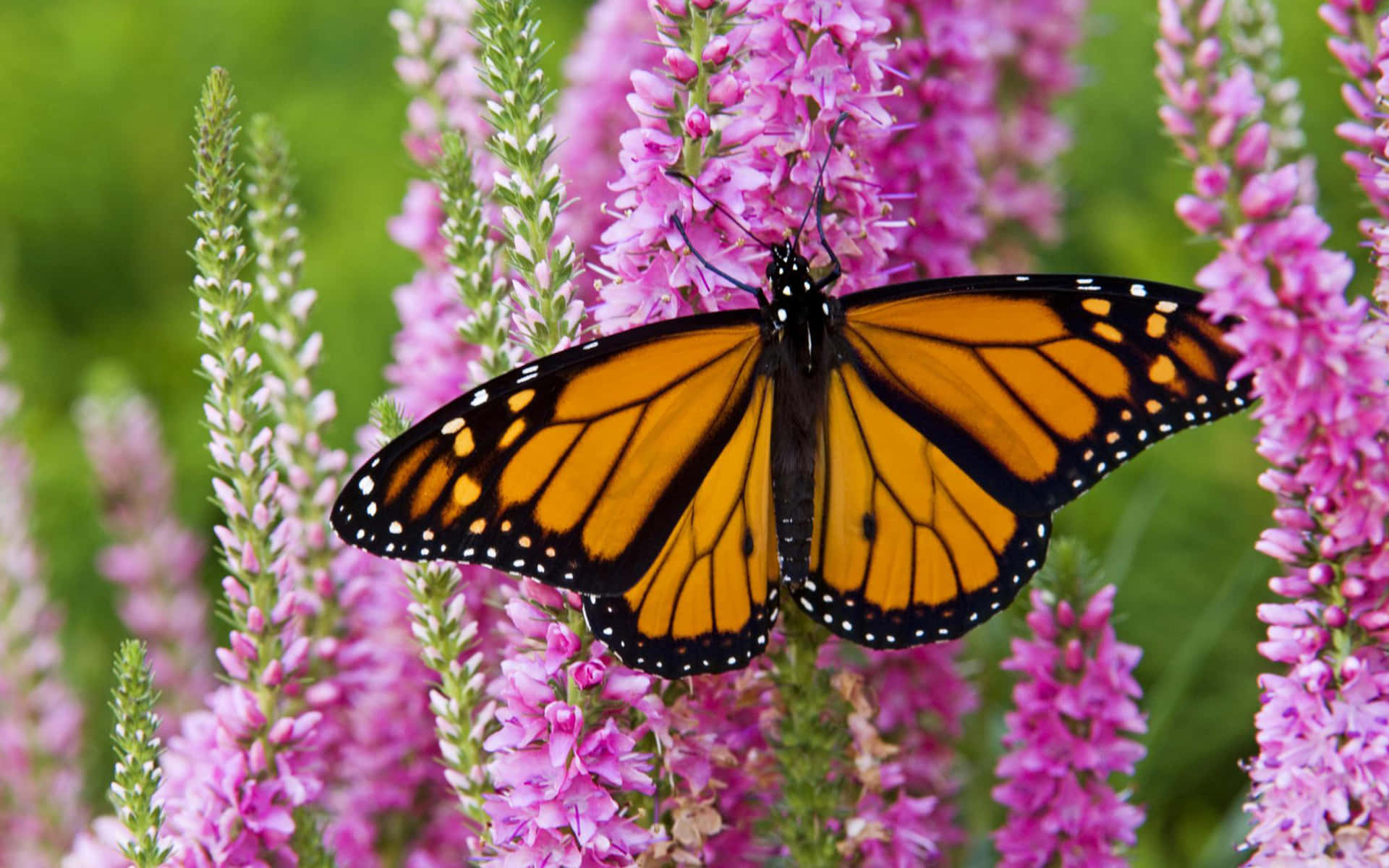 Monarch Butterfly On Speedwell Plant