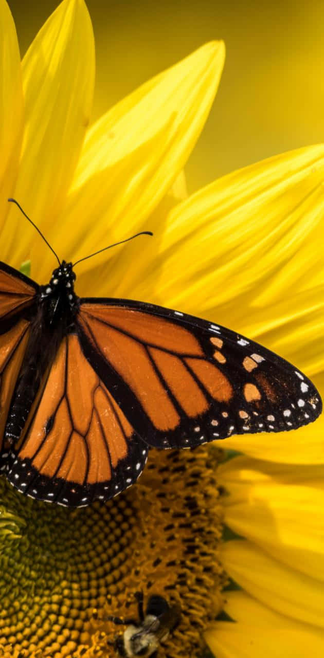 Monarch Butterfly On Yellow Flower Portrait Background