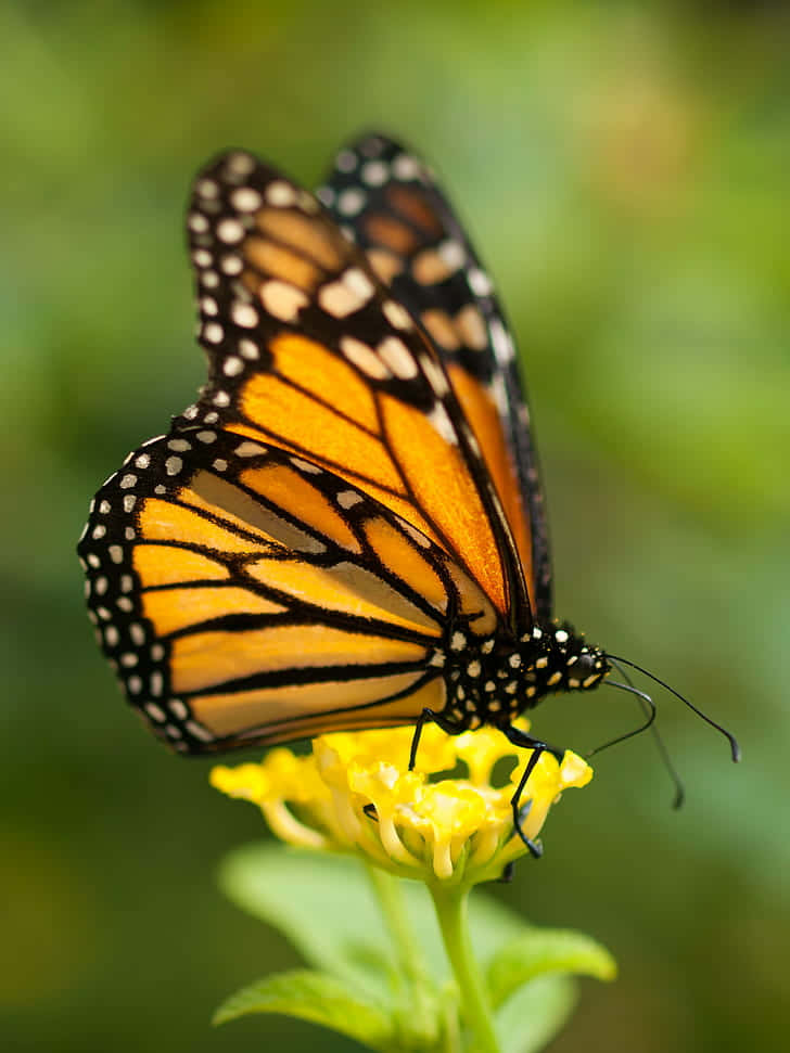 Monarch Butterfly On Yellow Milkweed Background