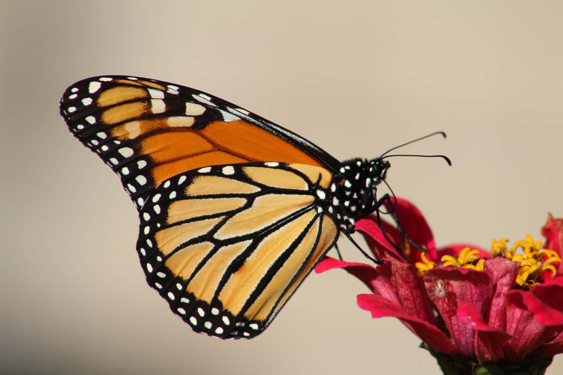 Monarch Butterfly On Zinnia Flower