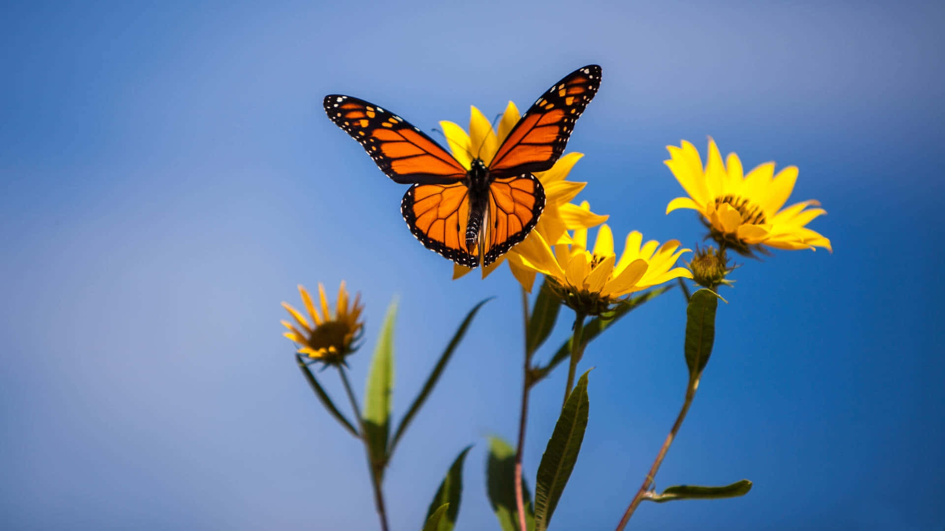 Monarch Butterfly Sunflower Sky Background