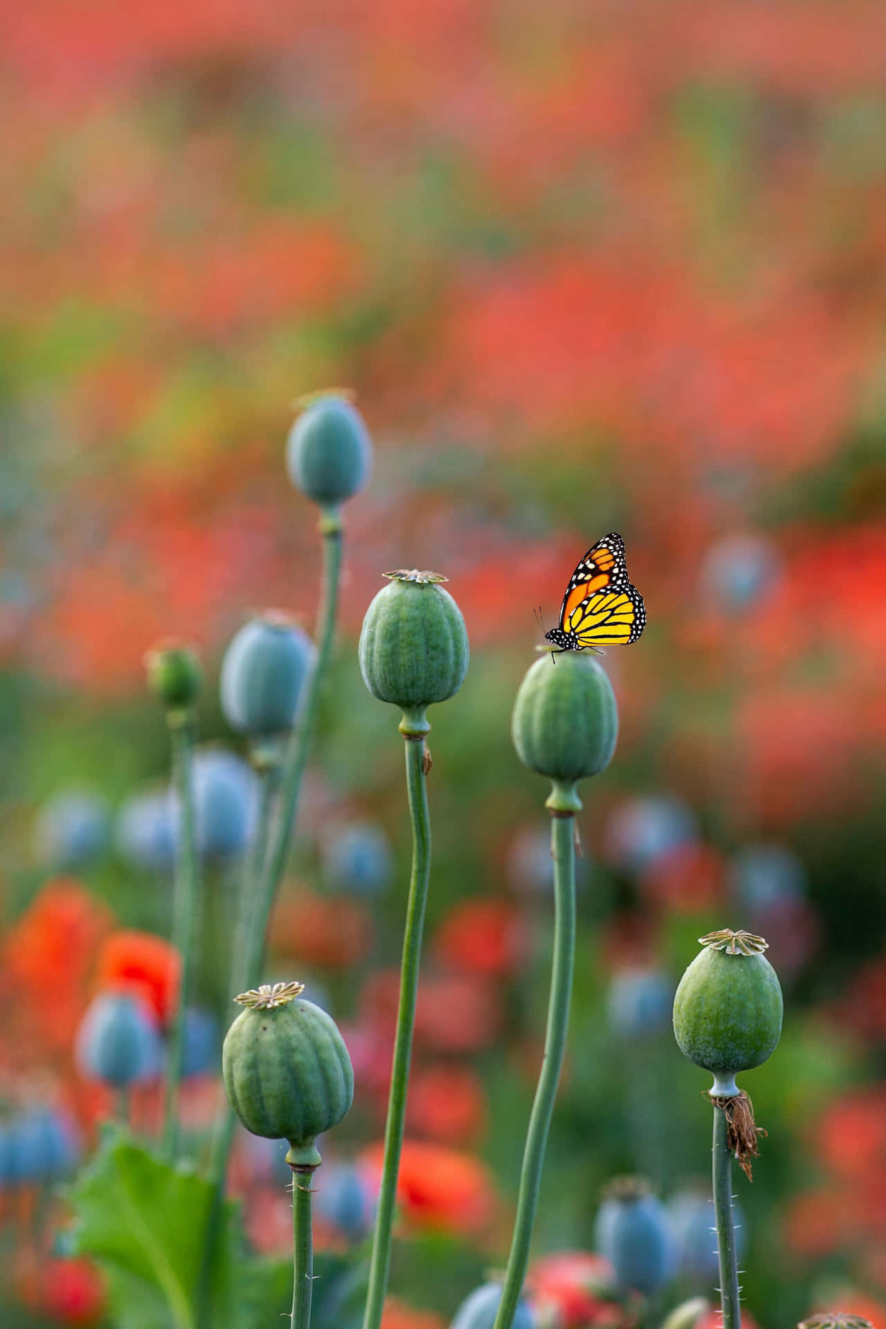 Monarch Butterflyon Poppy Pods.jpg Background