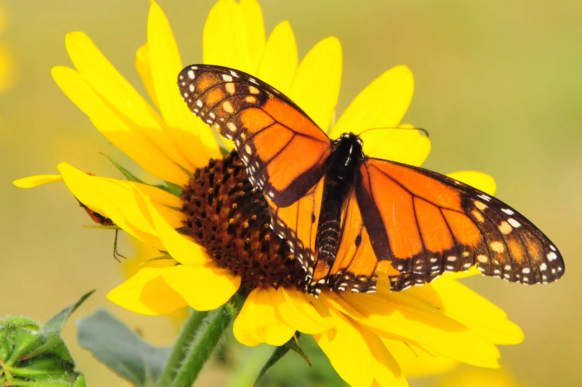 Monarch Butterflyon Sunflower.jpg Background