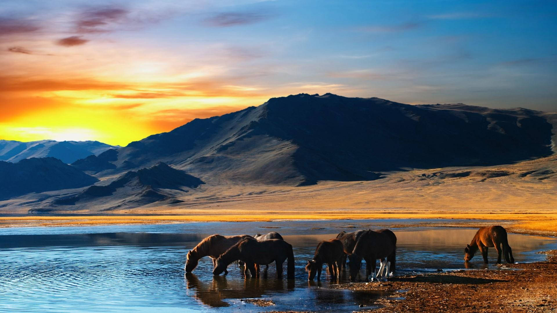 Mongolia's Horses In The Wild Background