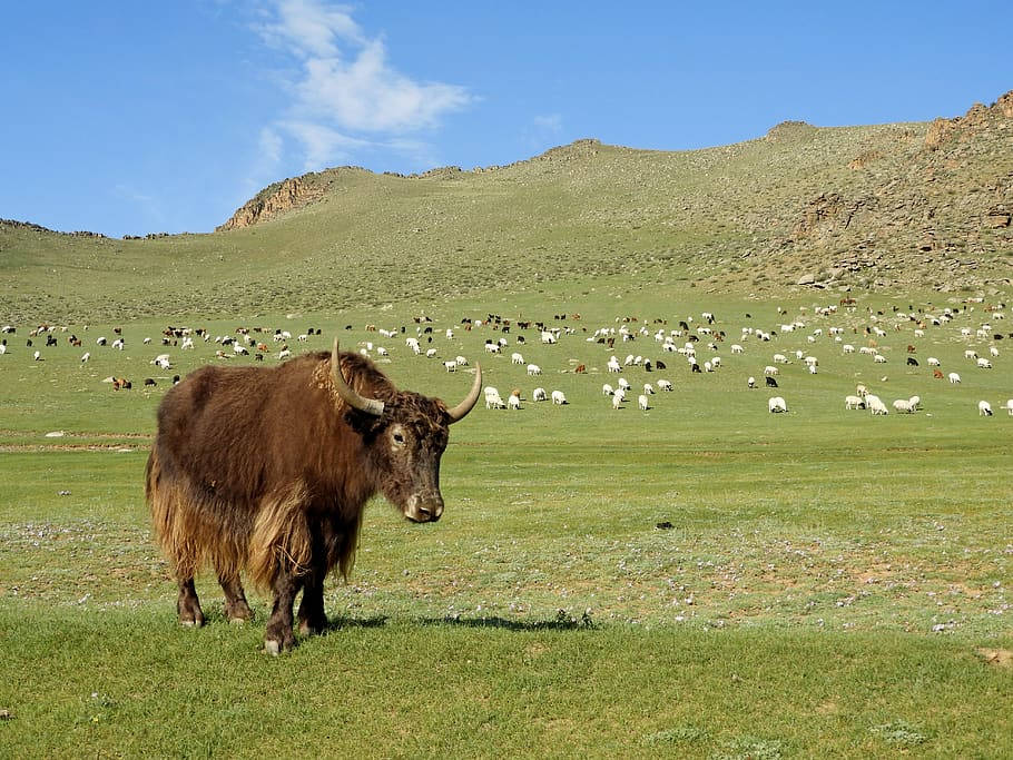 Mongolian Domestic Yak Grazing In A Beautiful Landscape