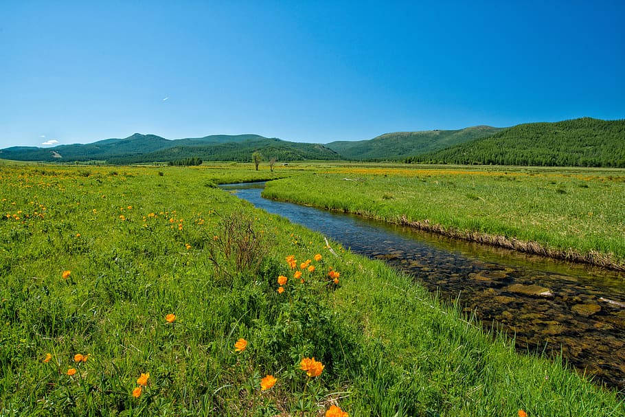 Mongolias Buttercup Blue Sky