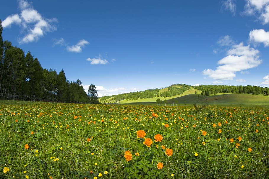 Mongolias Buttercup Flower Garden