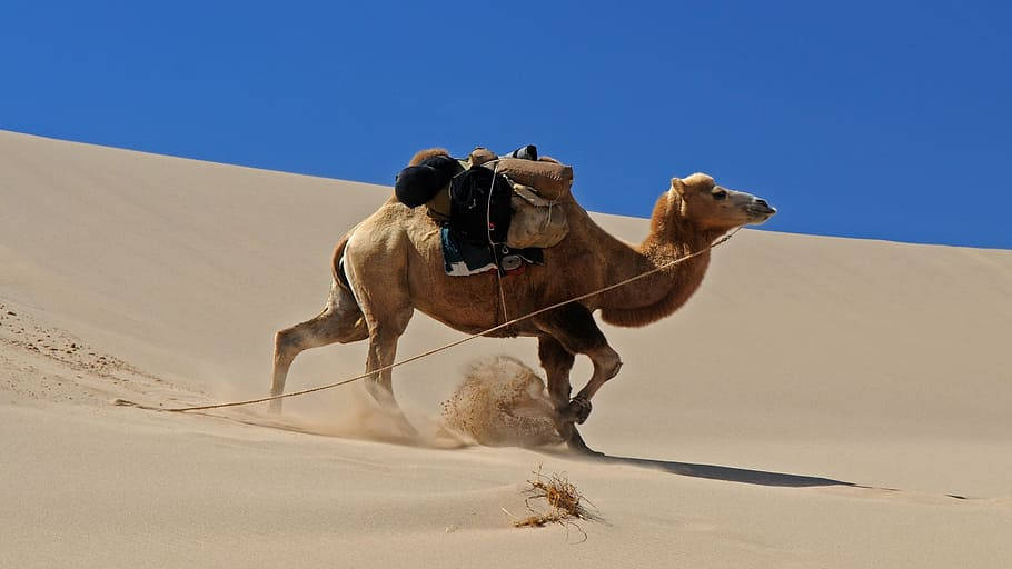 Mongolias Camel In Desert Background