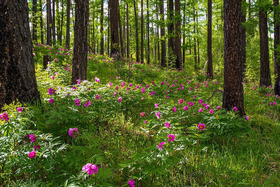 Mongolias Flowers In Forest