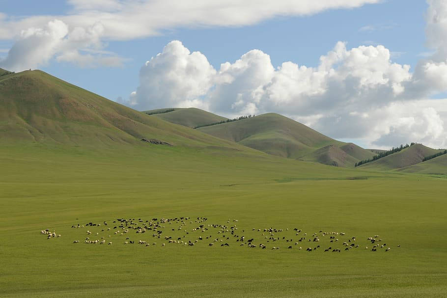 Mongolias Green Mountains And Fields Background