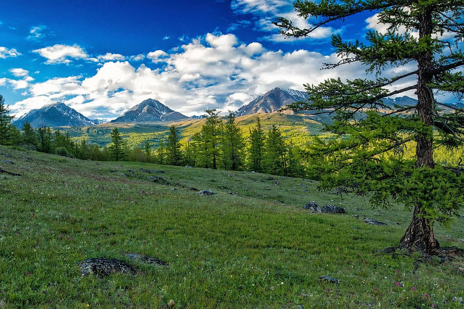 Mongolias Mountains Pine Trees