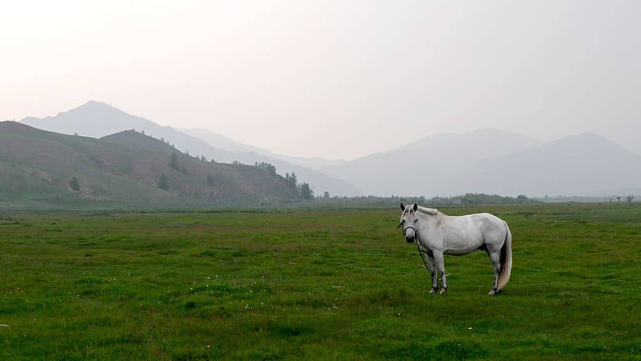 Mongolias White Horse