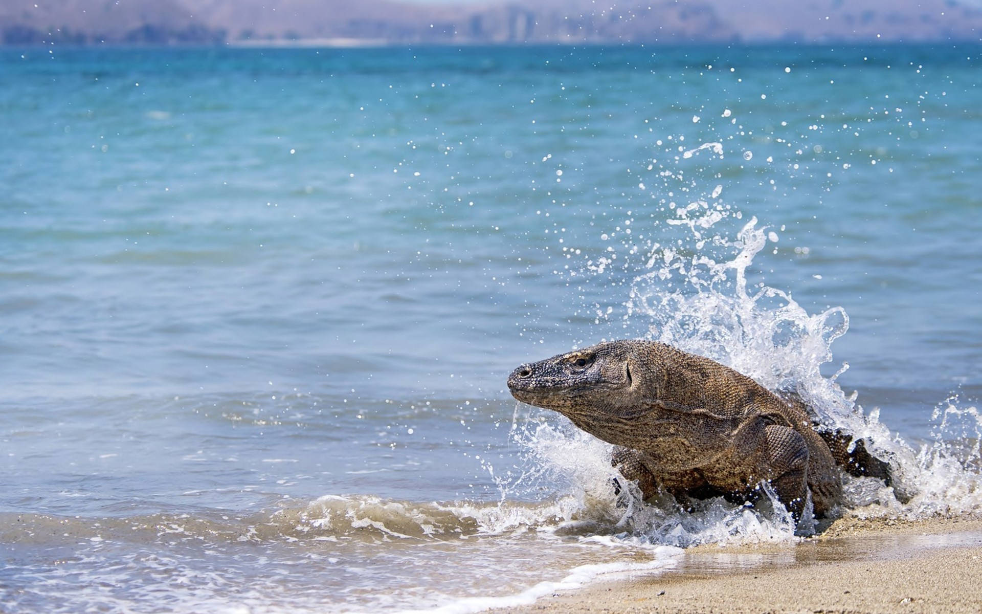 Monitor Lizard Basking On The Beach Background