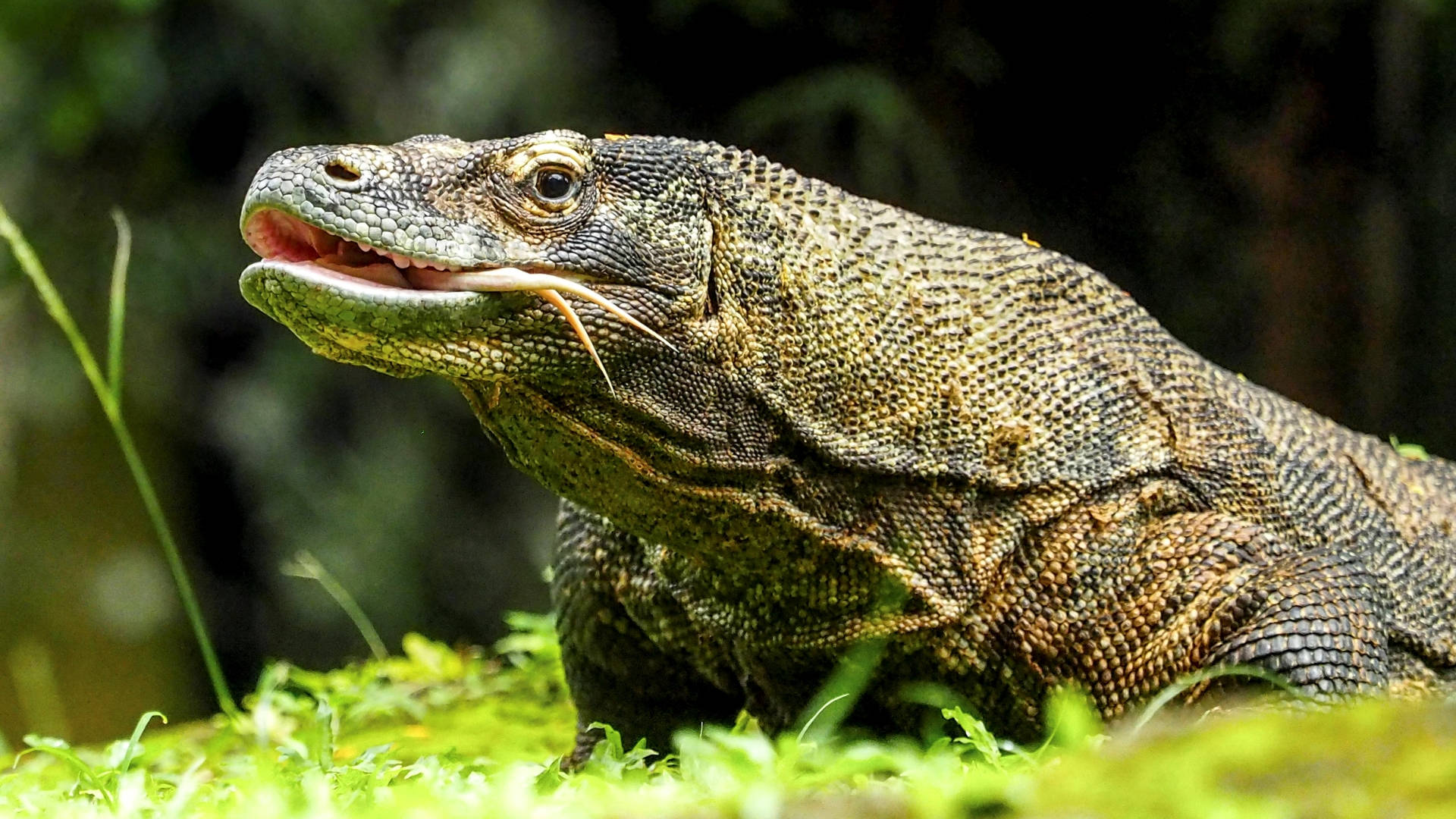 Monitor Lizard Basking On The Grass Background