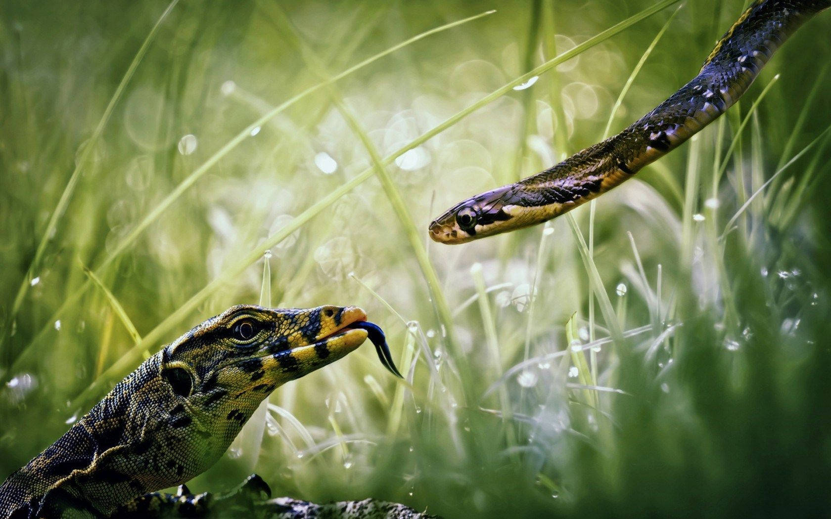 Monitor Lizard Facing Grass Snake