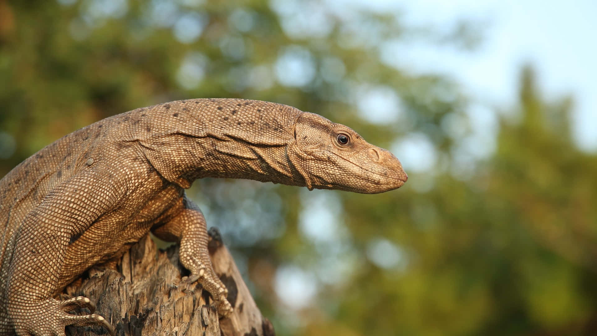 Monitor Lizardon Tree Stump Background