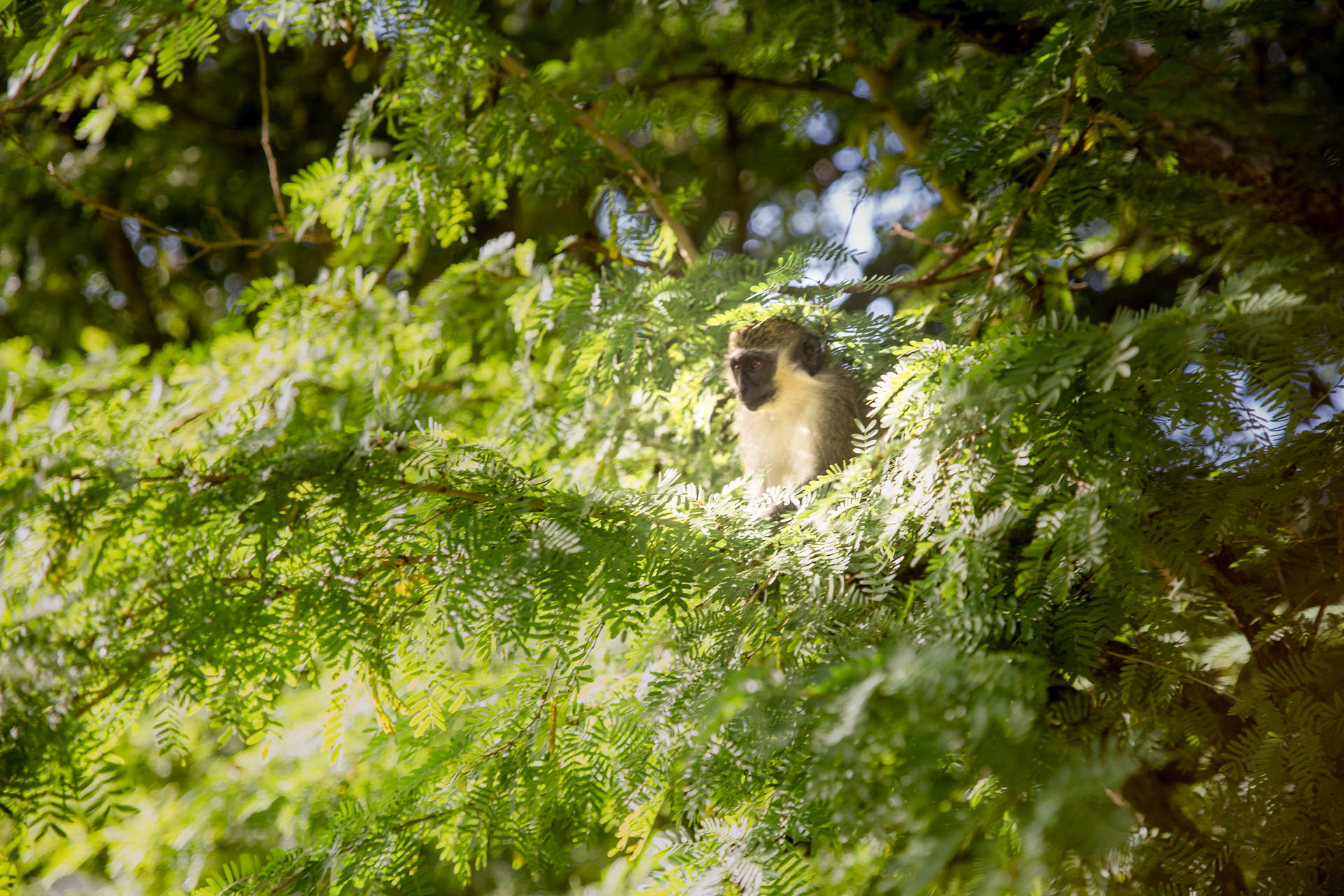 Monkey In Barbados Background