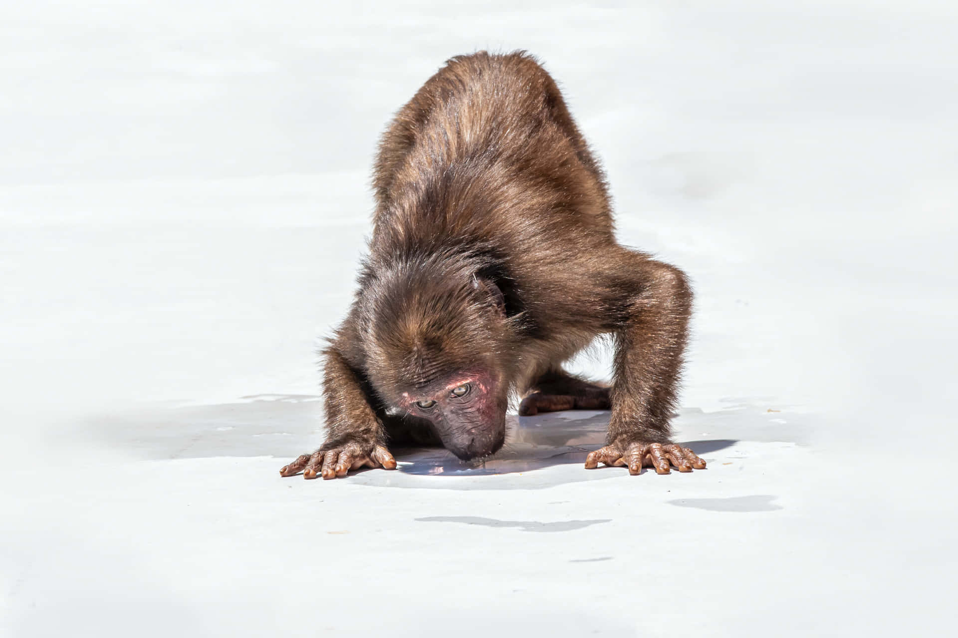 Monkey Intrigued Ice Land Background