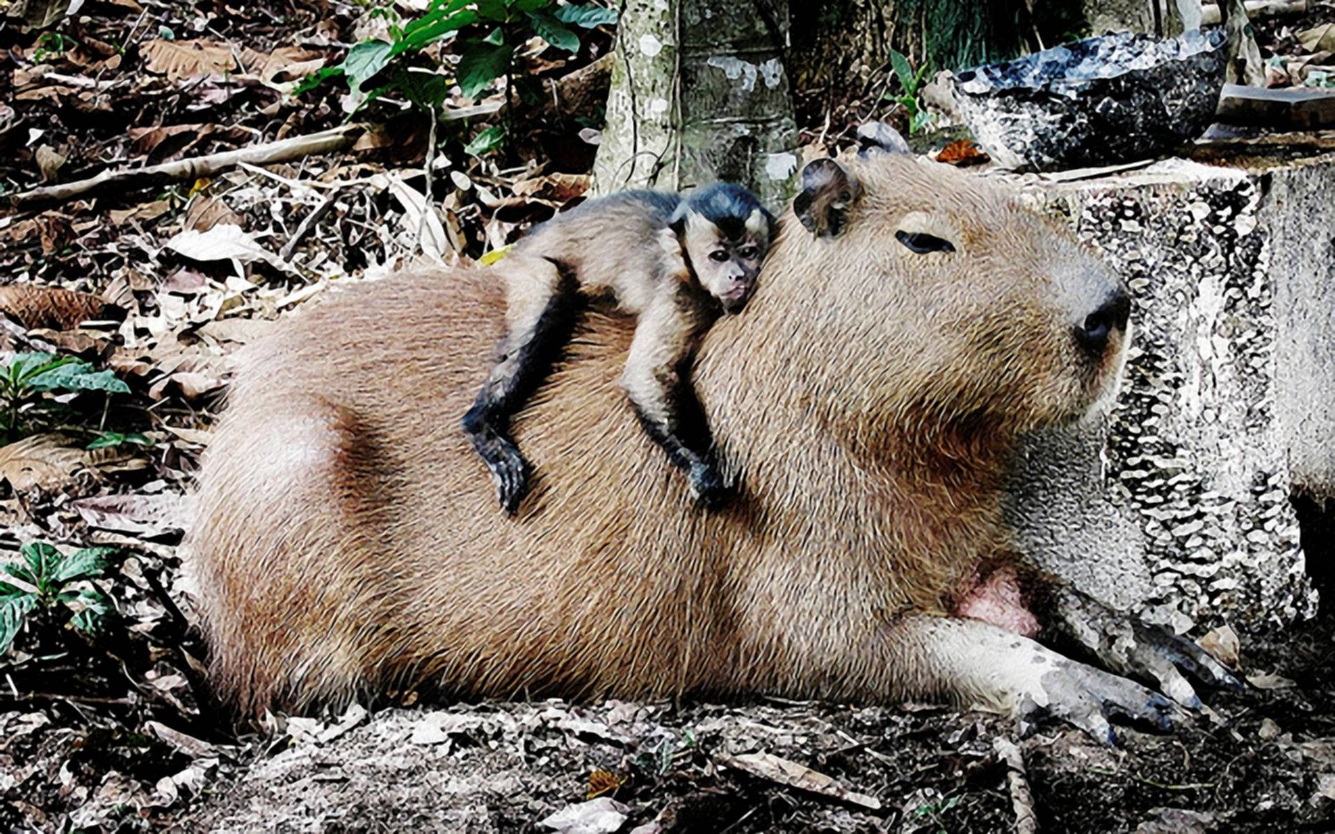 Monkey On Capybara